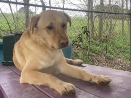 Pet of the Week: Meet Buddy