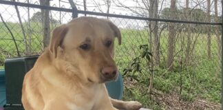 Pet of the Week: Meet Buddy