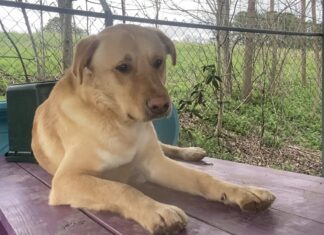 Pet of the Week: Meet Buddy