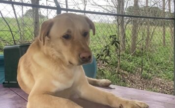 Pet of the Week: Meet Buddy