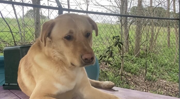 Pet of the Week: Meet Buddy