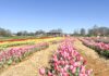 Alabama Tulip Festival open at Cullman’s 4D Farm