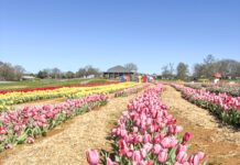 Alabama Tulip Festival open at Cullman’s 4D Farm