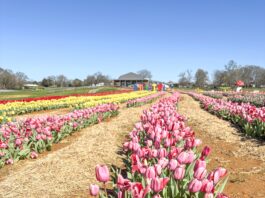 Alabama Tulip Festival open at Cullman’s 4D Farm