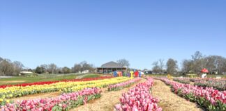 Alabama Tulip Festival open at Cullman’s 4D Farm