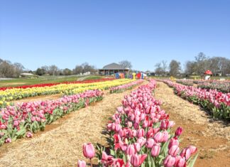 Alabama Tulip Festival open at Cullman’s 4D Farm
