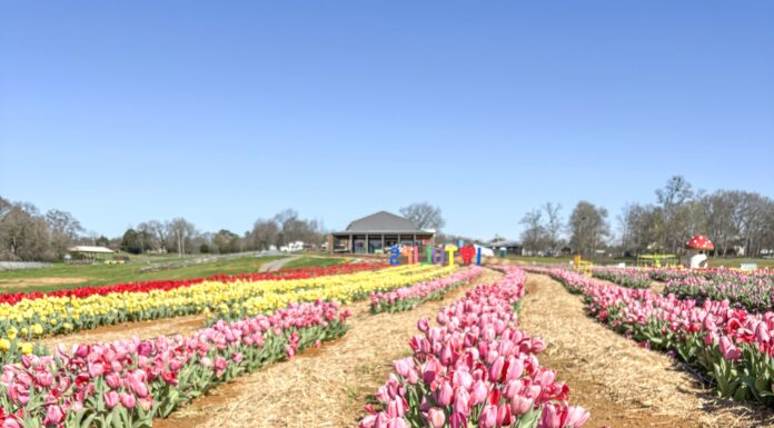 Alabama Tulip Festival open at Cullman’s 4D Farm