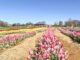 Alabama Tulip Festival open at Cullman’s 4D Farm