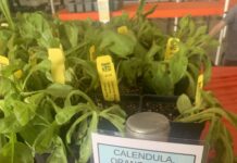 Master Gardeners hold annual sale; Spring Plant Sale coming April 17-18