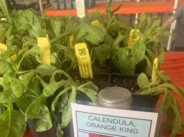 Master Gardeners hold annual sale; Spring Plant Sale coming April 17-18