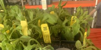 Master Gardeners hold annual sale; Spring Plant Sale coming April 17-18