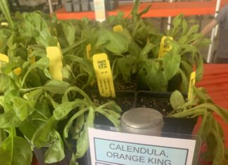 Master Gardeners hold annual sale; Spring Plant Sale coming April 17-18