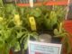 Master Gardeners hold annual sale; Spring Plant Sale coming April 17-18