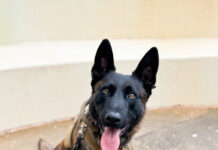 ALEA K9 Toby getting donation of body armor