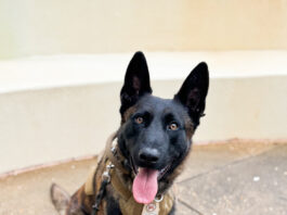 ALEA K9 Toby getting donation of body armor