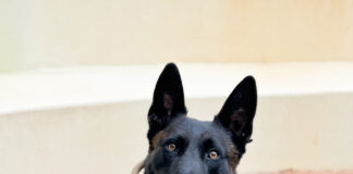 ALEA K9 Toby getting donation of body armor