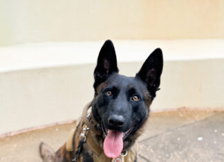 ALEA K9 Toby getting donation of body armor