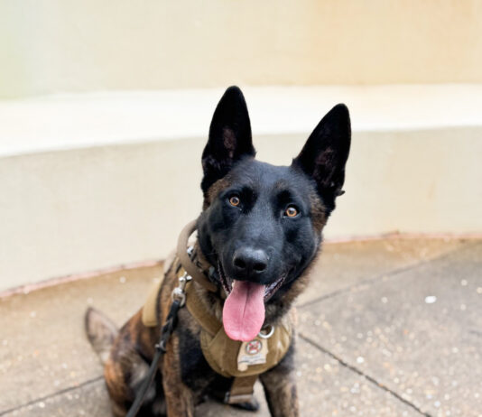 ALEA K9 Toby getting donation of body armor