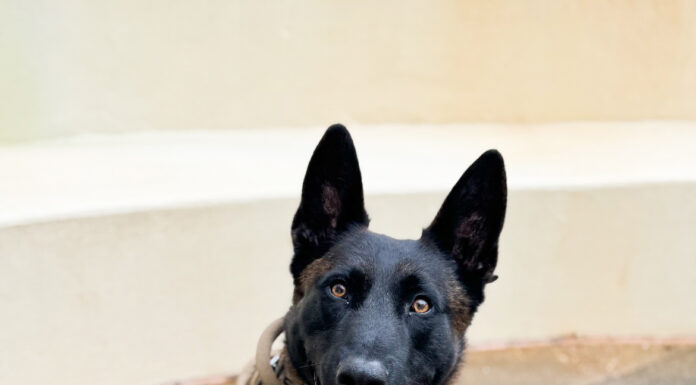 ALEA K9 Toby getting donation of body armor