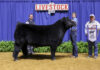 Local youth exhibit award-winning animals at State Livestock ExpoÂ