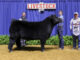 Local youth exhibit award-winning animals at State Livestock Expo