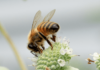 Interesting Bee-havior: Auburn researchers highlight the sociality of bees