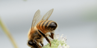 Interesting Bee-havior: Auburn researchers highlight the sociality of bees