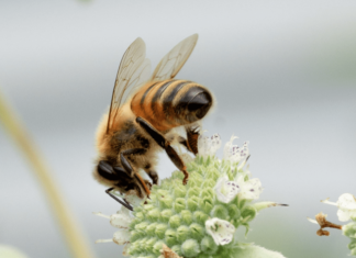 Interesting Bee-havior: Auburn researchers highlight the sociality of bees