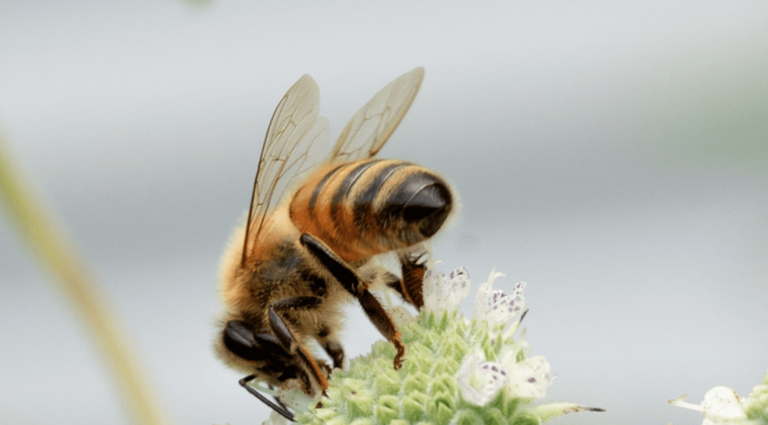Interesting Bee-havior: Auburn researchers highlight the sociality of bees