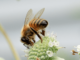 Interesting Bee-havior: Auburn researchers highlight the sociality of bees