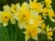 Signs of spring