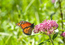 Milkweed, Monarchs and more