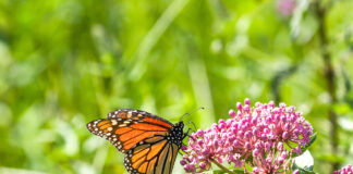 Milkweed, Monarchs and more