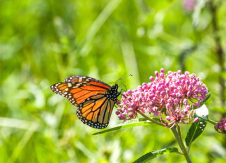 Milkweed, Monarchs and more