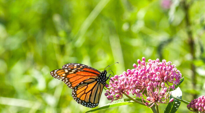 Milkweed, Monarchs and more