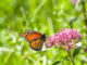 Milkweed, Monarchs and more