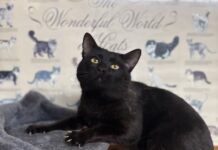 Pet of the Week: Biscuit-making Coal-Man Â
