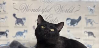 Pet of the Week: Biscuit-making Coal-Man Â