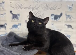 Pet of the Week: Biscuit-making Coal-Man
