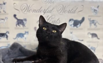 Pet of the Week: Biscuit-making Coal-Man Â