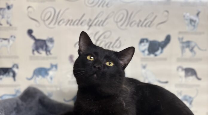 Pet of the Week: Biscuit-making Coal-Man