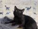 Pet of the Week: Biscuit-making Coal-Man