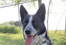 Pet of the Week: Meet Cookie!