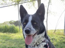 Pet of the Week: Meet Cookie!