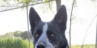 Pet of the Week: Meet Cookie!