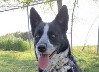 Pet of the Week: Meet Cookie!