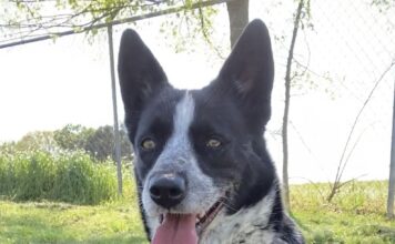 Pet of the Week: Meet Cookie! Â