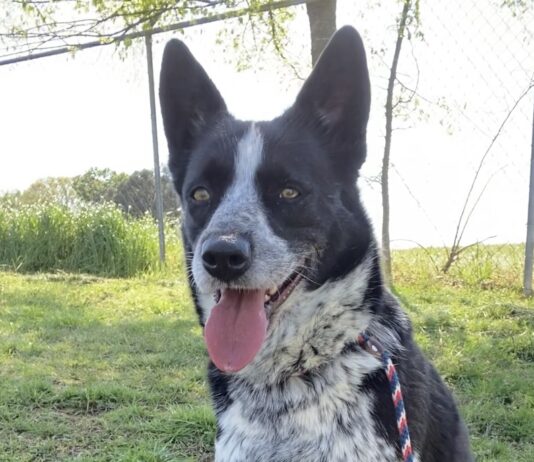 Pet of the Week: Meet Cookie!