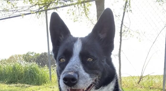 Pet of the Week: Meet Cookie!