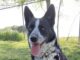 Pet of the Week: Meet Cookie!